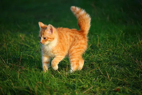 可爱猫咪 动物 素材 奶萌 (82) 可爱猫咪 动物 素材 奶萌 (82)