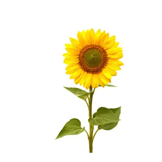 免抠向日葵摄影实物图片