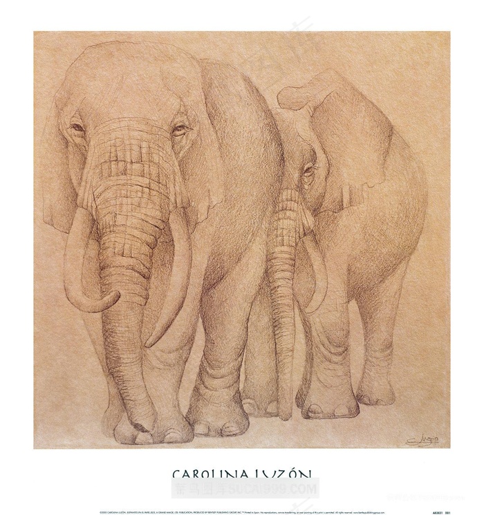 素描大象高清艺术画