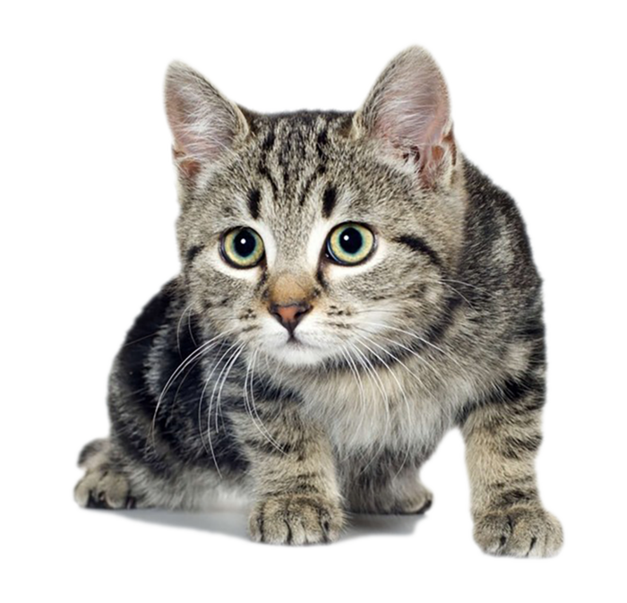 小猫看你可爱