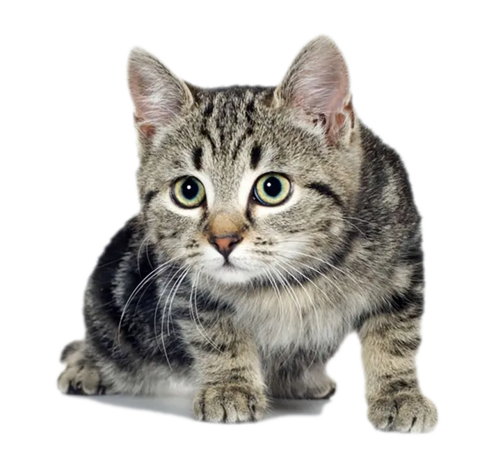 小猫看你可爱