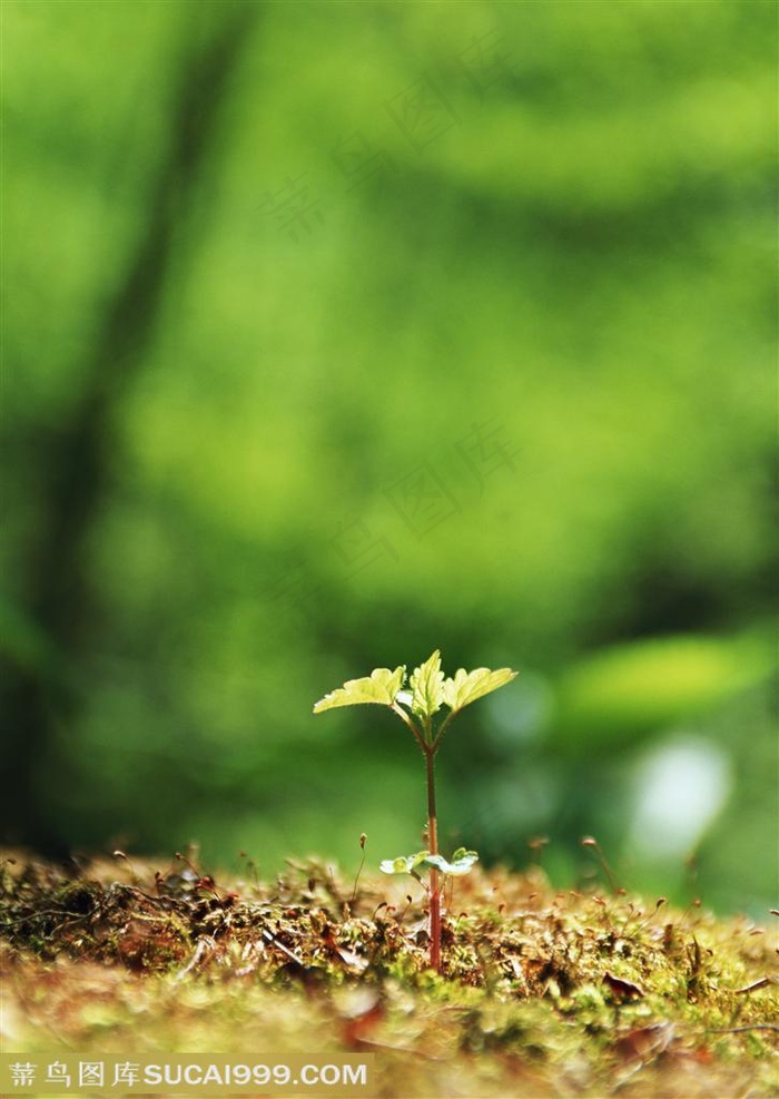 树林里的苔藓上长着灌木