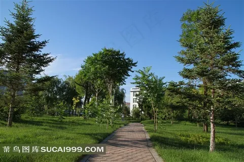 城市公园树木草地