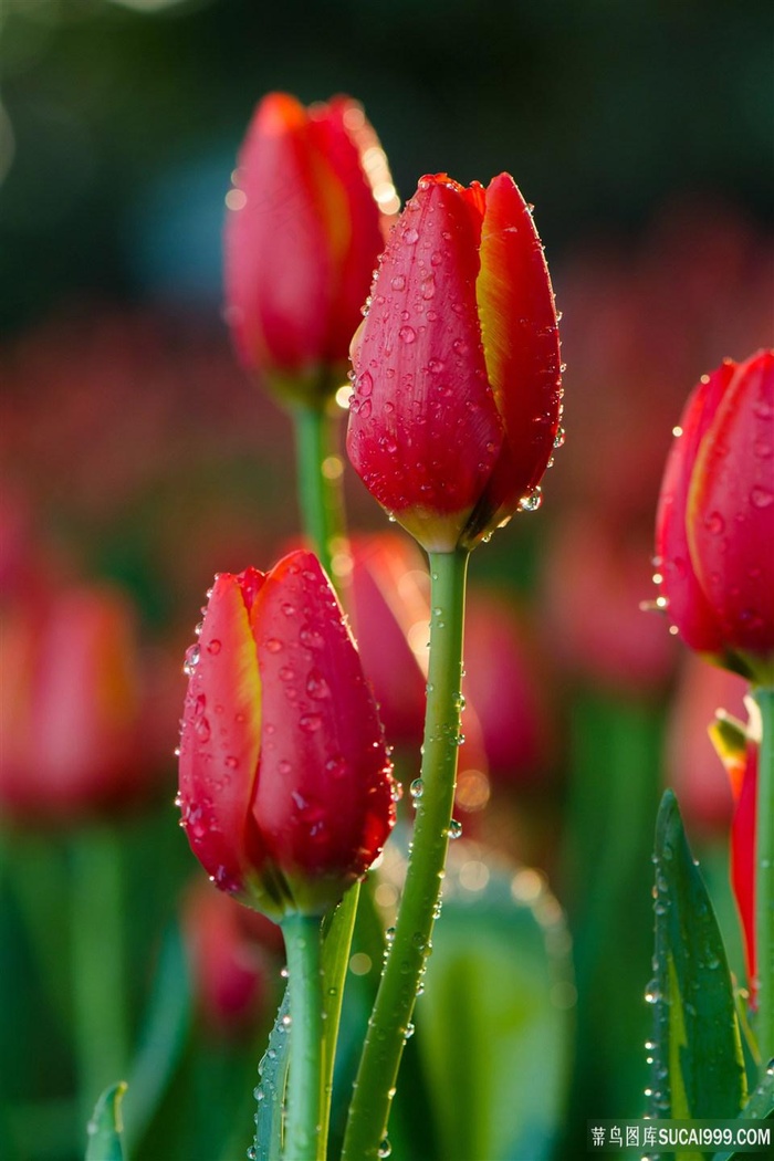 红色鲜艳欲滴的郁金香花朵图片