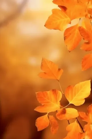 金黄色落叶秋季傍晚背景