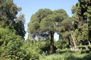 三陵台千年松柏