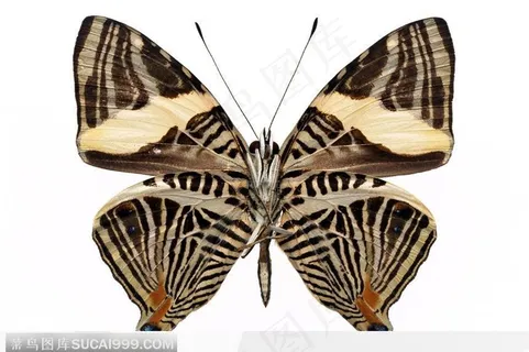 蝴蝶标本（彩蝶）