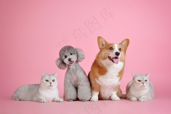 宠物, 可爱, 猫, 狗宠物 可爱 猫 狗