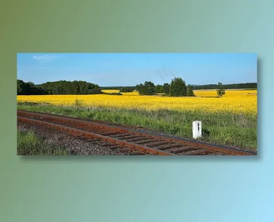 紫花藿香蓟图片