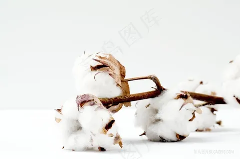 高清棉花背景图片素材 高清棉花背景图片素材
