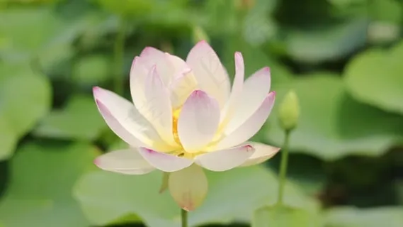 莲花, 白色的, 花, 盛开, 开花, 自然, 池塘, 夏天