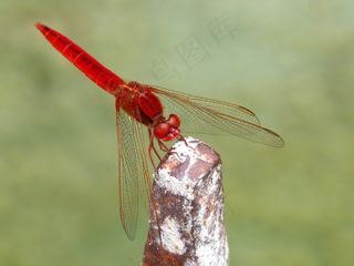 漂亮红蜻蜓图片