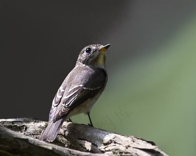 北灰鹟图片下载