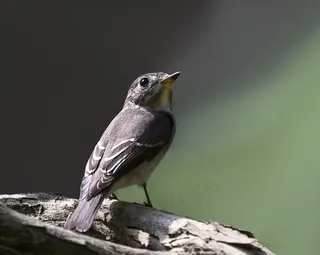 北灰鹟图片下载