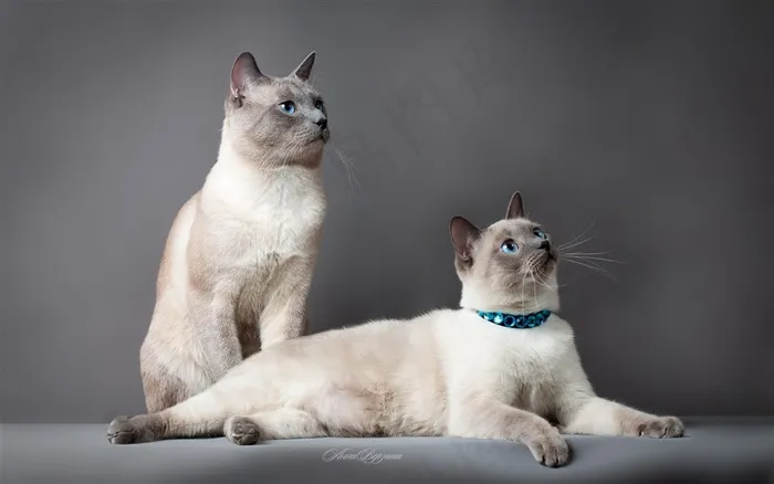 美丽的泰国猫猫