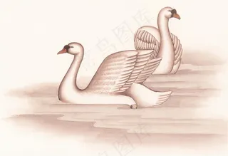 国画富贵鸟高清图片素材