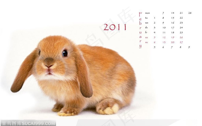 2011年兔年月历二月份－－一只大耳兔子