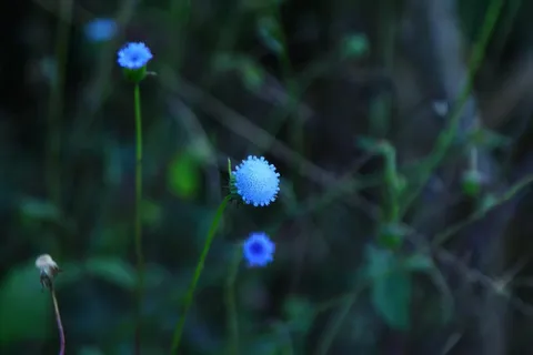 野花摄影背景图