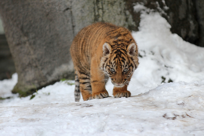 老虎动物园百兽之王虎王野生老虎动物