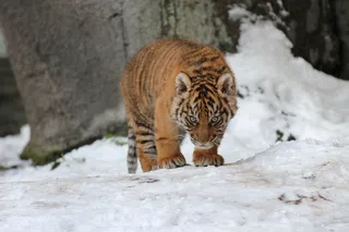 老虎动物园百兽之王虎王野生老虎动物