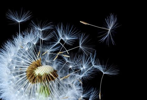 蒲公英高清特写鲜花图片