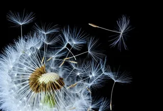 蒲公英高清特写鲜花图片