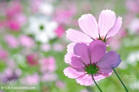 高清唯美格桑花鲜花摄影图片 高清唯美格桑花鲜花摄影图片