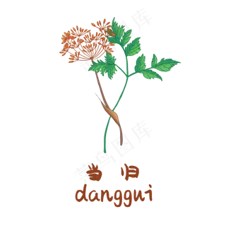 手绘草本中药药材当归