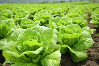 菜园里种植的青菜摄影图