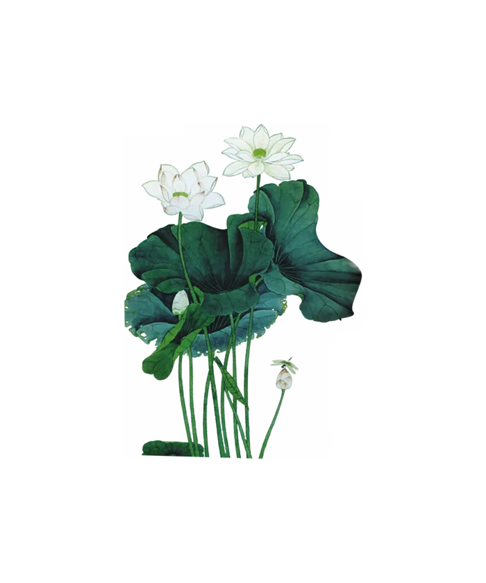 古风荷叶免扣素材 