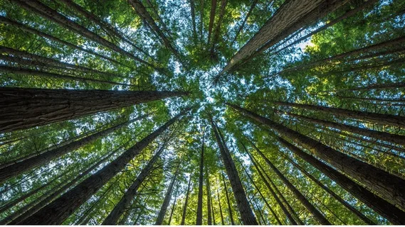 绿色森林俯仰景观图片 绿色森林俯仰景观图片