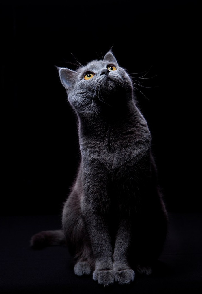 在屏气凝神看着什么的猫咪高清图片