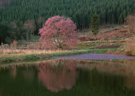 樱花图片 樱花图片