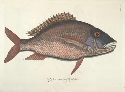 时尚彩绘鱼装饰画