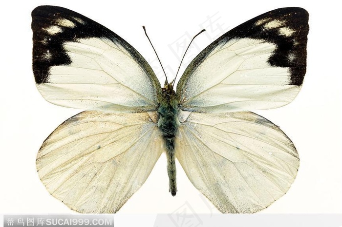 蝴蝶标本（白蝴蝶）