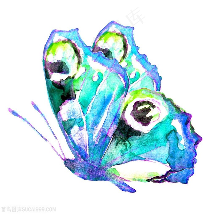 蝴蝶绘画高清图