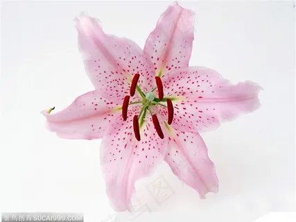 粉色百合 粉色百合