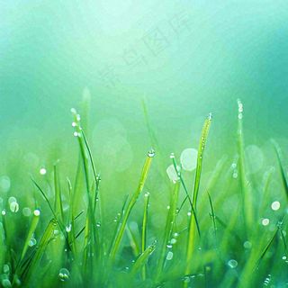 春天草地绿芽雨水露珠阳光，春分谷雨雨水白露摄影图