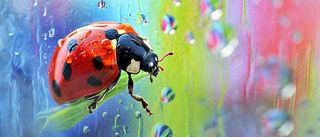 雨天雨水水珠上七星瓢虫动物爬行，彩色渐变摄影图