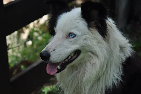 牧羊犬头部特写图片 牧羊犬头部特写图片