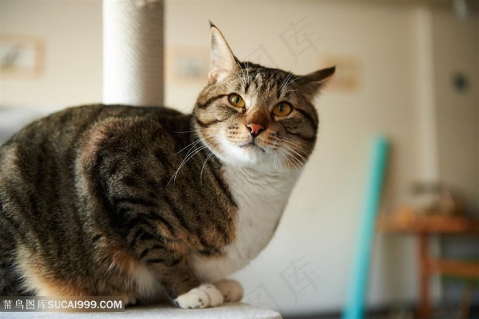 高清狸花猫猫咪图片