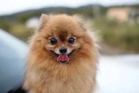 哈多利系博美犬图片 哈多利系博美犬图片