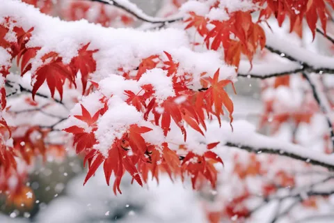 冬天雪景枫叶树上盖满了白雪摄影图