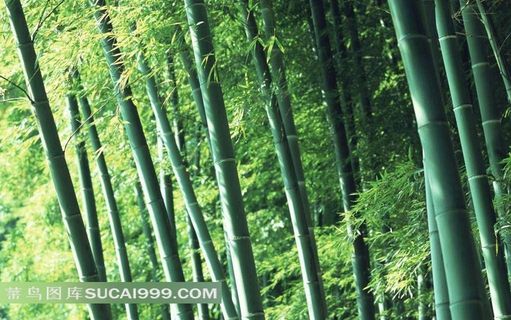 竹林素材图片