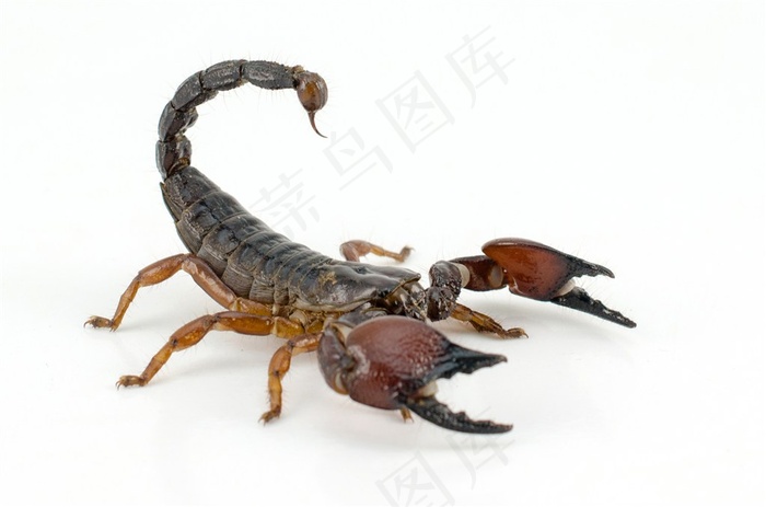 蝎子高清特写图片