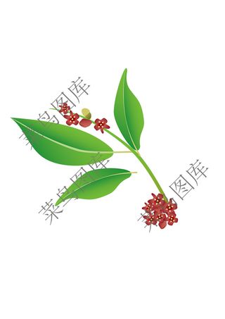 花叶素描图