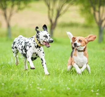 大麦町犬狗狗图片