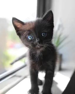 孟买猫图片 孟买猫图片