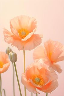 鲜花粉色唯美意境摄影