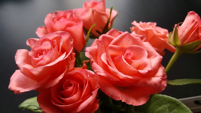 玫瑰花朵高清特写图片